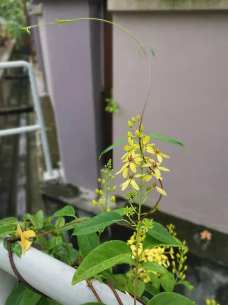 Pétales Jaunes Tristellateia Australasiae Plante Fleurs — Photo