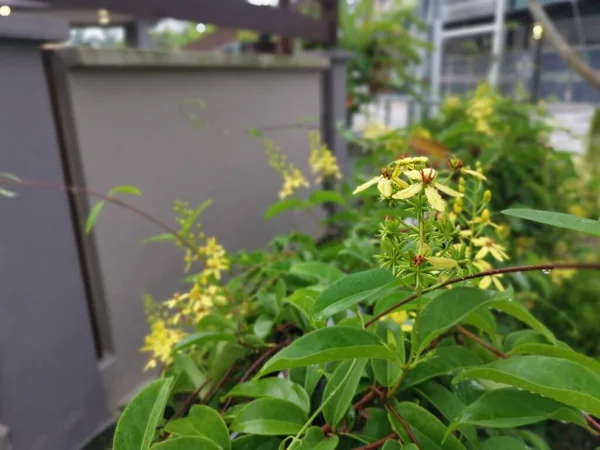 Gelbe Blütenblätter Tristellateia Australasiae Blütenpflanze — Stockfoto