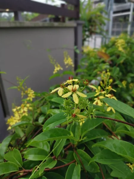 Pétales Jaunes Tristellateia Australasiae Plante Fleurs — Photo