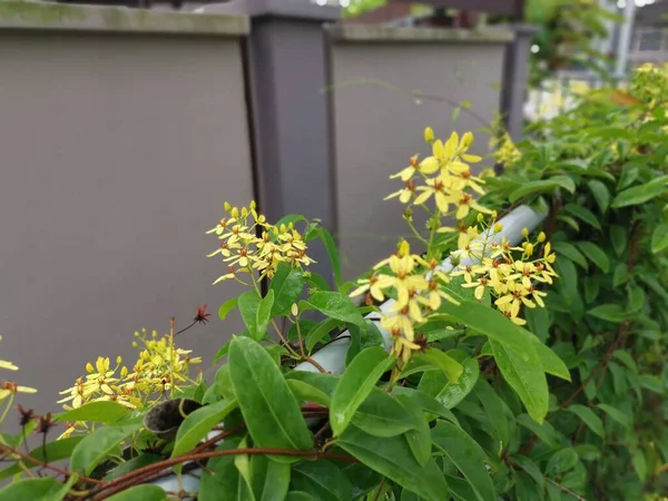 Pétales Jaunes Tristellateia Australasiae Plante Fleurs — Photo