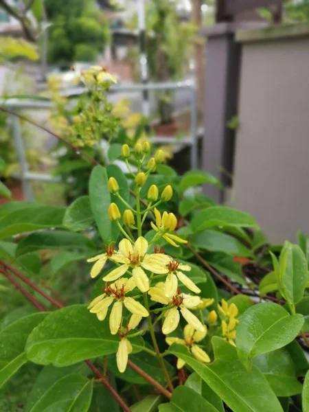 Sarı Yapraklar Tristellateia Australasiae Çiçek Bitkisi — Stok fotoğraf