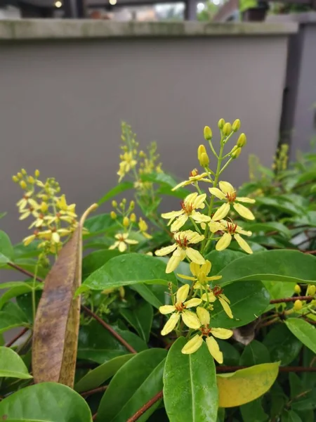 Жовті Пелюстки Квітка Австралії — стокове фото