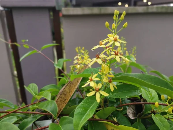 Pétales Jaunes Tristellateia Australasiae Plante Fleurs — Photo