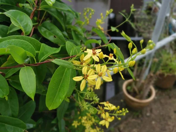 Gelbe Blütenblätter Tristellateia Australasiae Blütenpflanze — Stockfoto