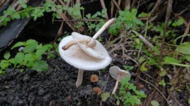 Termit tepesinde vahşi beyaz mantarlar