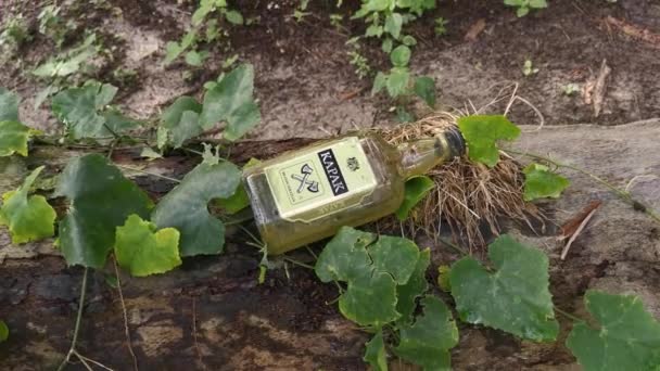 Perak, Malajzia. 2020. november 23.: Egy üres, elfogyasztott KAPAK sörösüveget találtak a Kg Koh Palm ültetvény területén fekvő elesett pálmafa törzsén..