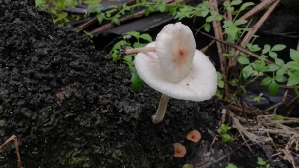 Cogumelos Brancos Selvagens Termite Monte Montículo — Vídeo de Stock