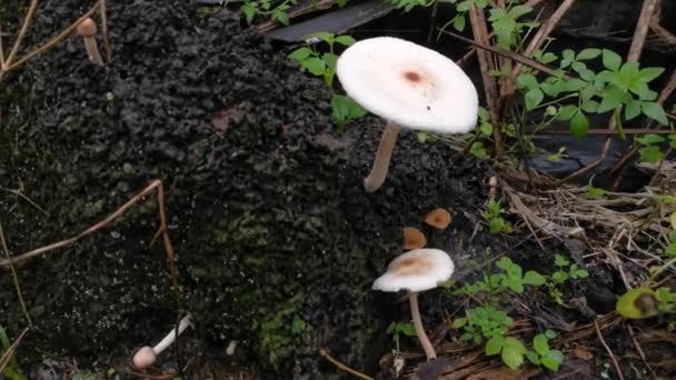 白蚁丘陵上的野生白色蘑菇 — 图库视频影像
