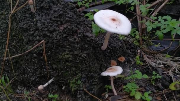 Wilde Witte Paddenstoelen Termietenheuvel — Stockvideo