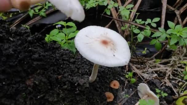 Divoké Bílé Houby Kopci Termitů — Stock video