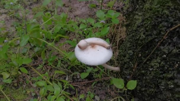 Wild White Mushrooms Termite Mound Hill — Stock Video