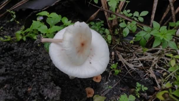 Wild White Mushrooms Termite Mound Hill — Stock Video