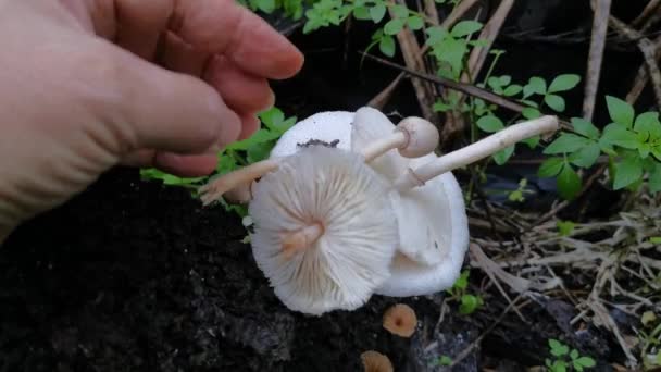 Wild White Mushrooms Termite Mound Hill — Stock Video