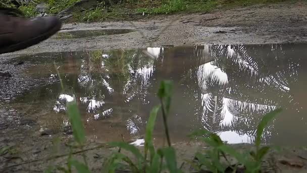 Långsam Rörelse Vattenstänk När Kliver Pölen — Stockvideo