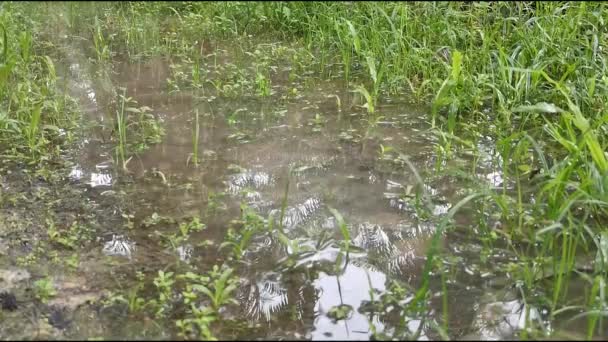 水溜りに足を踏み入れるとゆっくりとした水の動きが — ストック動画