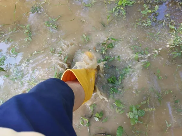 Unknown Person Wearing Yellow Boot Walking Flooded Farm — Stock Photo, Image