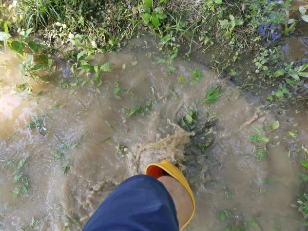 Неизвестный Человек Жёлтом Ботинке Заходит Затопленную Ферму — стоковое фото