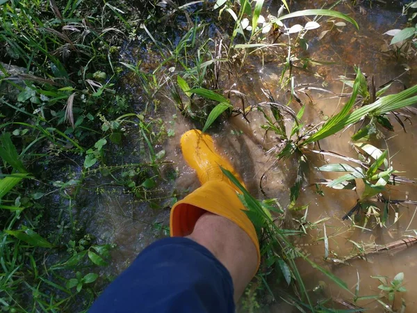 Unknown Person Wearing Yellow Boot Walking Flooded Farm — Stock Photo, Image