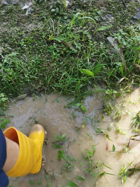 Nieznana Osoba Żółtym Bucie Wchodząca Zalaną Farmę — Zdjęcie stockowe