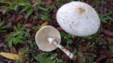 Yerden fışkıran klorofilyum brunneum mantarları..