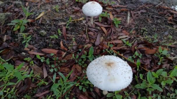 Chlorophyllum Brunneum Fungi Sprouting Ground — Stock Video