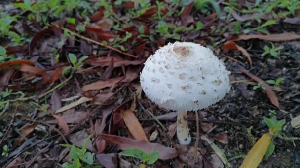 Chlorophyllum Brunneum Fungi Sprouting Ground — Stock Video