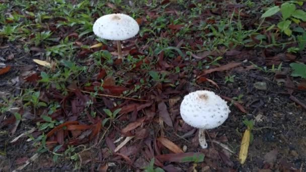 Chlorophyllum Brunneum Μύκητες Που Φυτρώνουν Από Έδαφος — Αρχείο Βίντεο