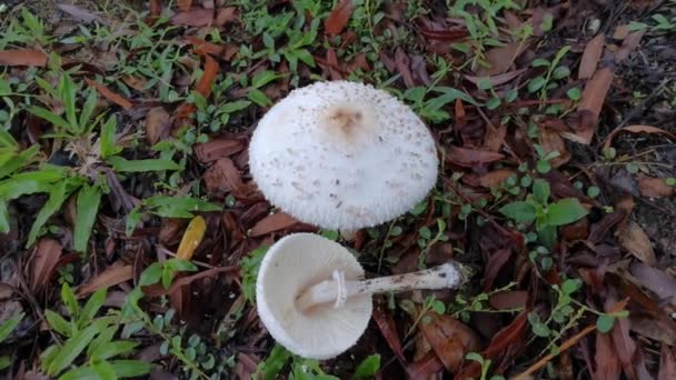 Chlorophyllum Brunneum Fungi Sprouting Ground — Stock Video