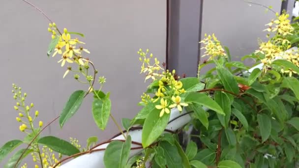 Klättring Tristellateia Australasiae Blomma Växt — Stockvideo