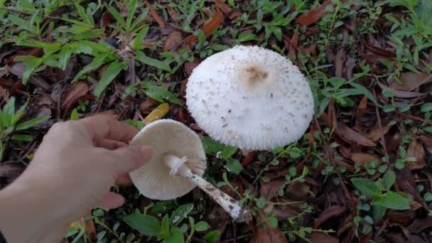 Chlorophyllum Brunneum Fungi Sprouting Ground — Stock Video