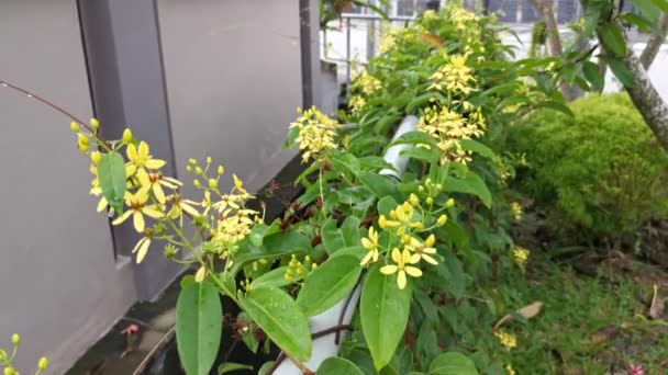 Trepadeira Tristellateia Australasiae Flor Planta — Vídeo de Stock
