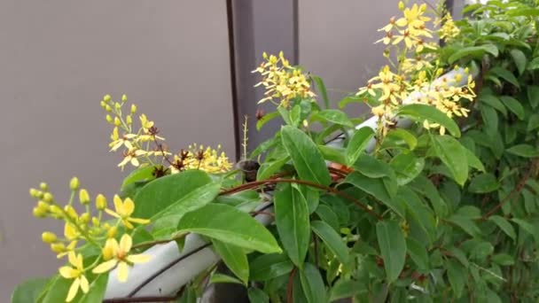 Escalada Tristellateia Australasiae Flor Planta — Vídeos de Stock