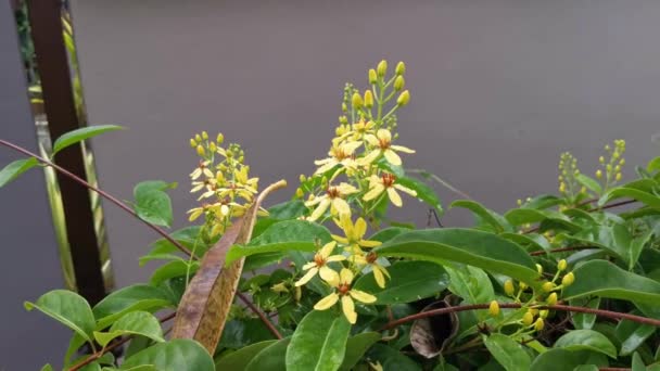 Climbing Tristellateia Australasiae Flower Plant — Stock Video