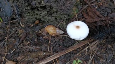 Achatina fulica salyangozu ve yenmez beyaz mantarlar..