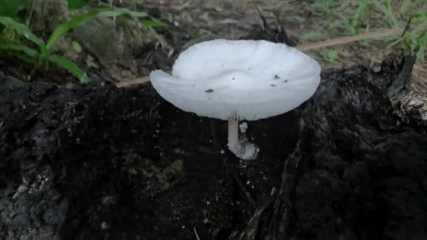 野生的白色木材真菌或从泥土中发芽的蘑菇 — 图库视频影像