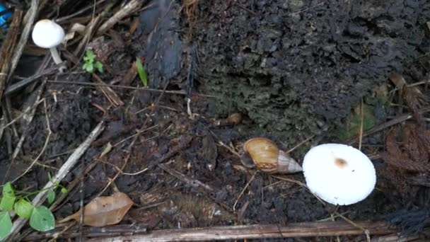 Caracol Achatina Fulica Cogumelos Brancos Não Comestíveis — Vídeo de Stock