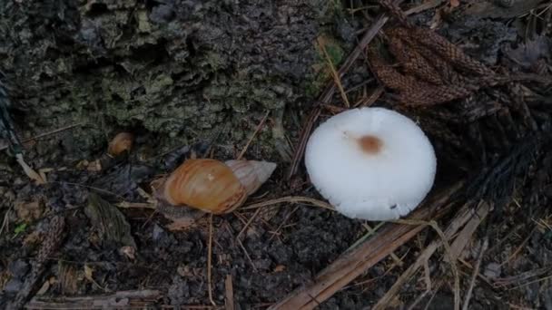 Achatina Fulica Slimák Bílé Nepoživatelné Houby — Stock video