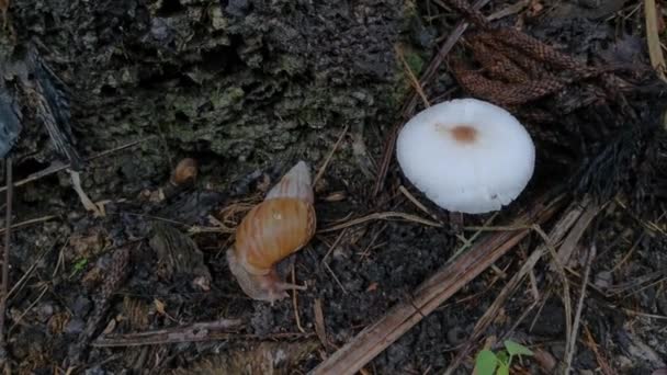 Caracol Achatina Fulica Cogumelos Brancos Não Comestíveis — Vídeo de Stock