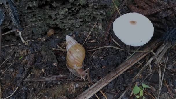 Achatina Fulica Lumaca Funghi Bianchi Non Commestibili — Video Stock