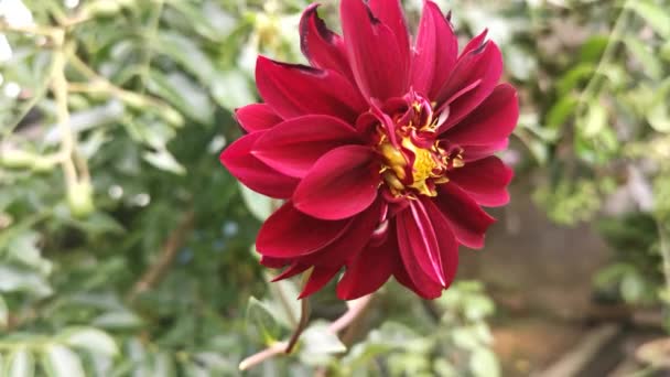 Όμορφο Κόκκινο Λουλούδι Dahlia Pinnata — Αρχείο Βίντεο