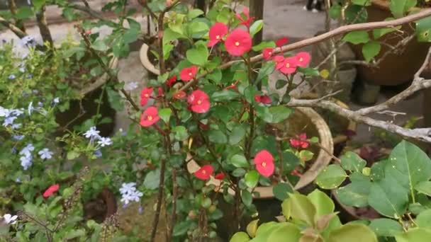 Schöne Rote Euphorbia Geroldii Blütenpflanze — Stockvideo