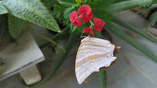 Papillon Hirondelle Brune Accroché Une Plante Fleur Rouge Euphorbe Geroldii — Video