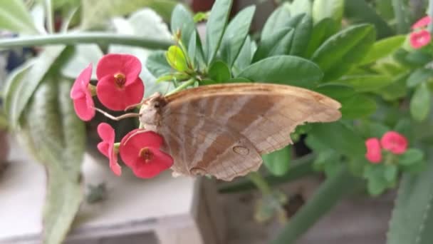 Kupu Kupu Burung Walet Coklat Tergantung Pada Tanaman Bunga Euphorbia — Stok Video