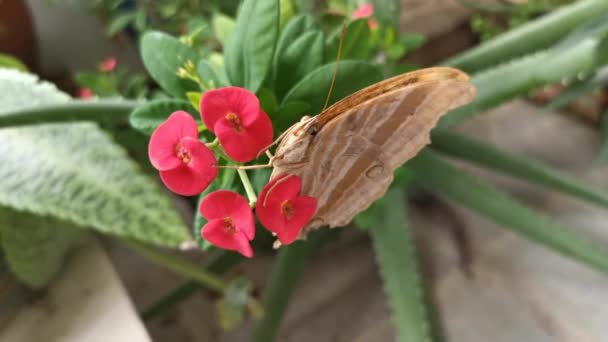 Bruine Zwaluwstaart Vlinder Opknoping Rode Euphorbia Geroldii Bloem Plant — Stockvideo