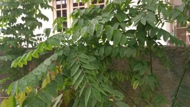 Sauropus Androgynus Planta Vegetal Hoja Verde — Vídeo de stock