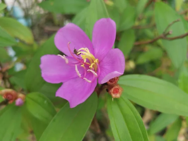 Melastoma Malabathricum Roxo Selvagem Flor Planta — Fotografia de Stock