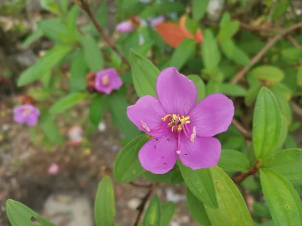 Melastoma Púrpura Silvestre Malabathricum Flor Planta — Foto de Stock
