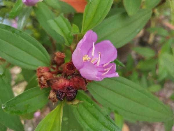 Dziki Fioletowy Czerniak Malabathricum Kwiat Roślin — Zdjęcie stockowe