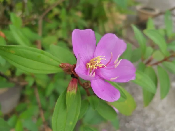 Vild Lila Melastom Malabatricum Blomma Växt — Stockfoto