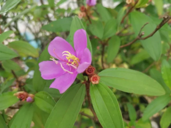 Melastoma Selvatico Viola Pianta Malabatricum Fiore — Foto Stock